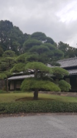 Imperial palace Tokyo (2)